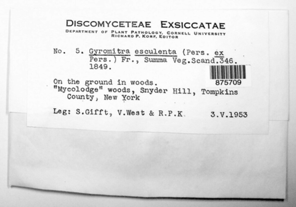 Gyromitra esculenta image